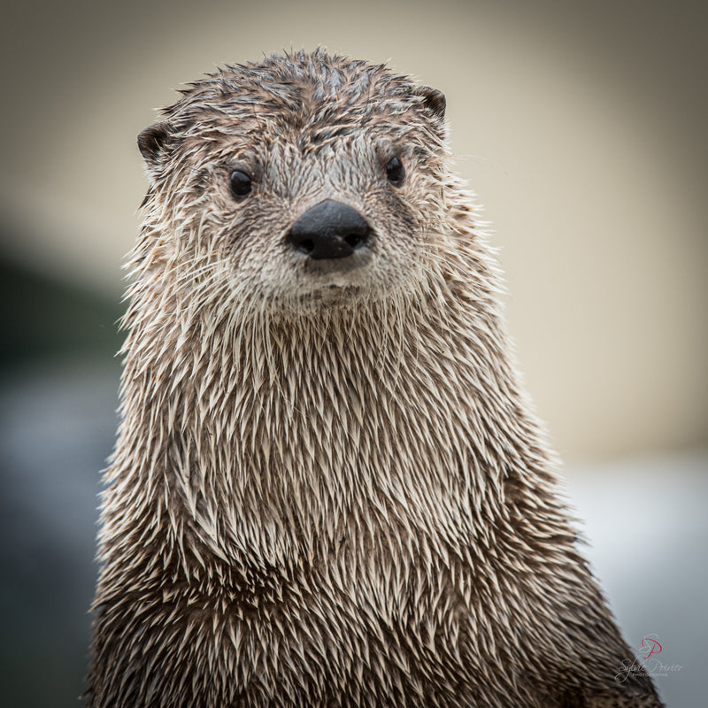 Animal photography workshop at Ecomuseum zoo