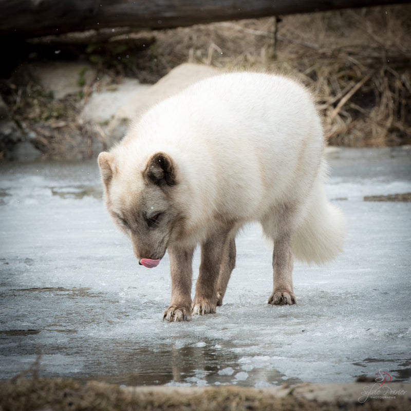 Animal photography workshop at Ecomuseum zoo