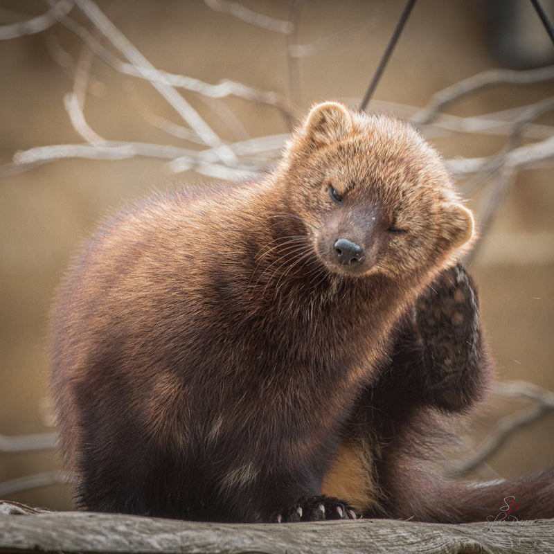 Animal photography workshop at Ecomuseum zoo