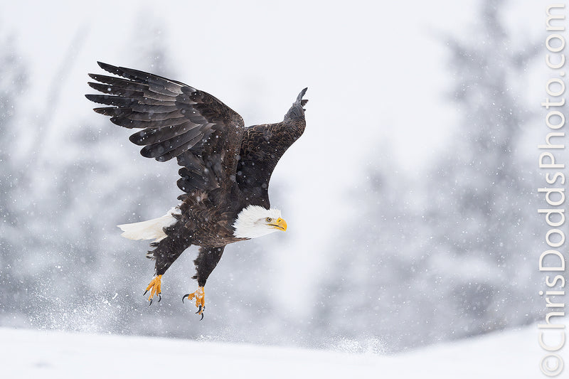 Bird and nature photography with Sony mirrorless cameras with Christopher Dodds