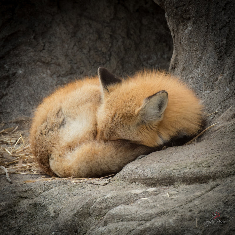 Animal photography workshop at Ecomuseum zoo