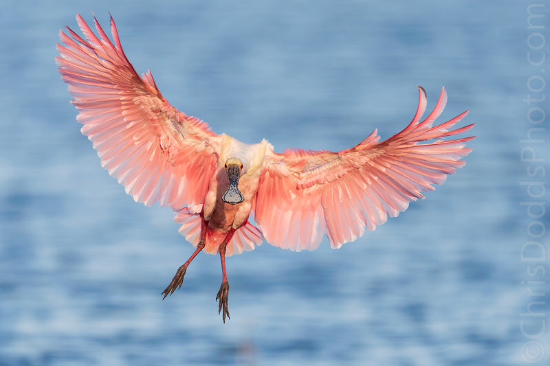 Bird and nature photography with Sony mirrorless cameras with Christopher Dodds