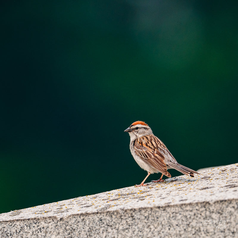 Bird photography workshop on the Mount Royal