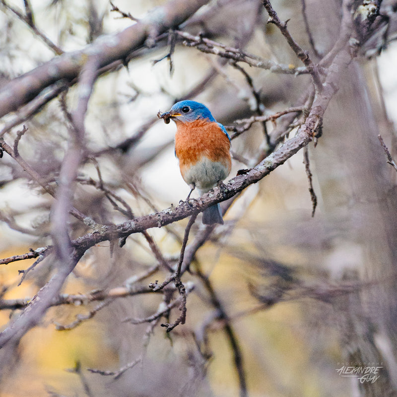 Bird photography workshop on the Mount Royal