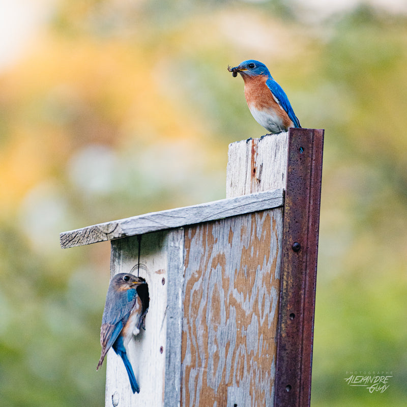 Bird photography workshop on the Mount Royal